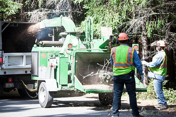 Professional Tree Care in Donalsonville, GA