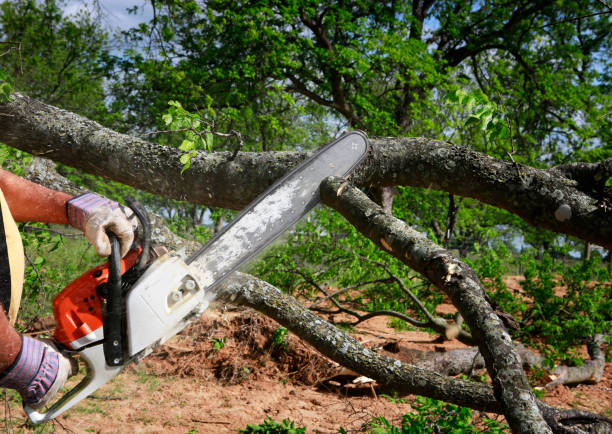 How Our Tree Care Process Works  in  Donalsonville, GA